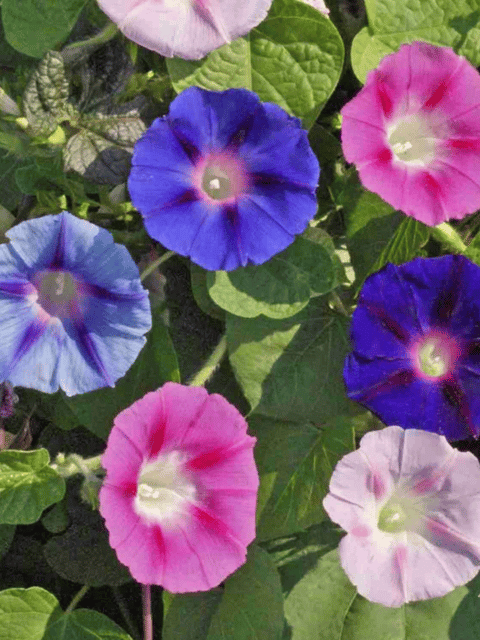 Morning Glory Mix Flower Seeds (Pack Of - 15-20 Seeds)