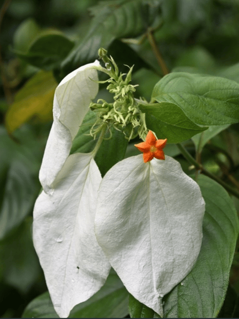 White Mussaenda Flower Plant