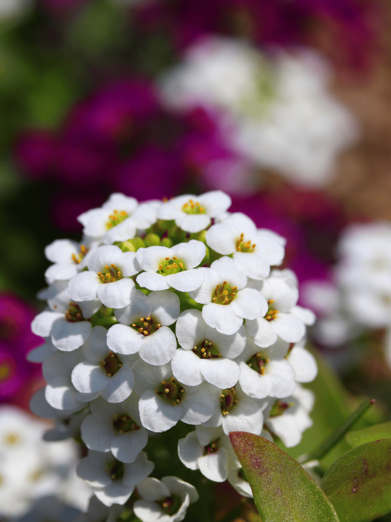 Alyssum White Flower Seeds (Pack Of 70-80 seeds)