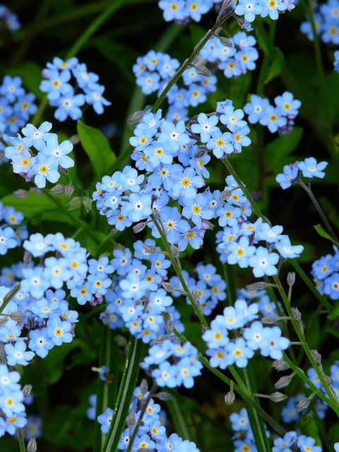 Alyssum Blue Flower Seeds (Pack Of 70-80 seeds)