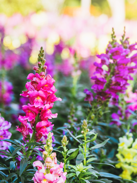 Antirrhinum Mixed Flower Seeds - Snapdragon (Pack Of 70-80 seeds)