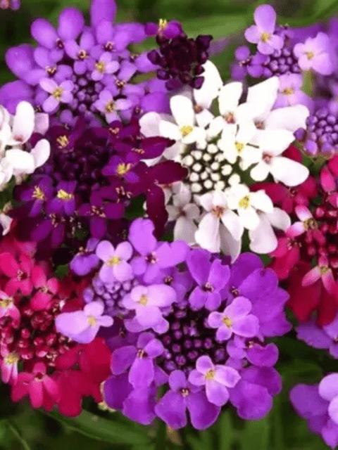 Candytuft Mixed Color Flower Seeds (Pack of 40 Seeds)