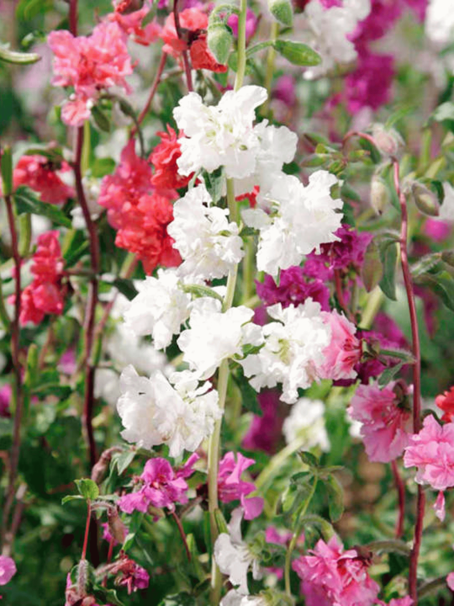 Clarkia Mixed Flower Seeds (Pack of 70-80 Seeds)