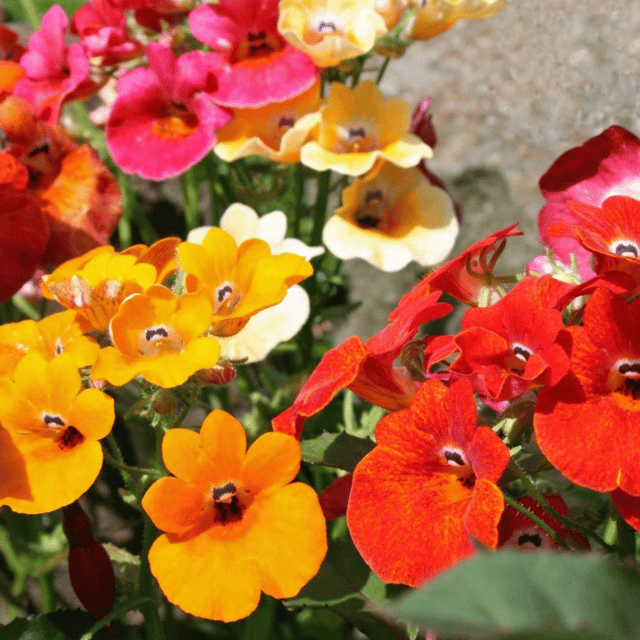 Nemesia Mixed Flower Seed (Pack of 100 Seeds)