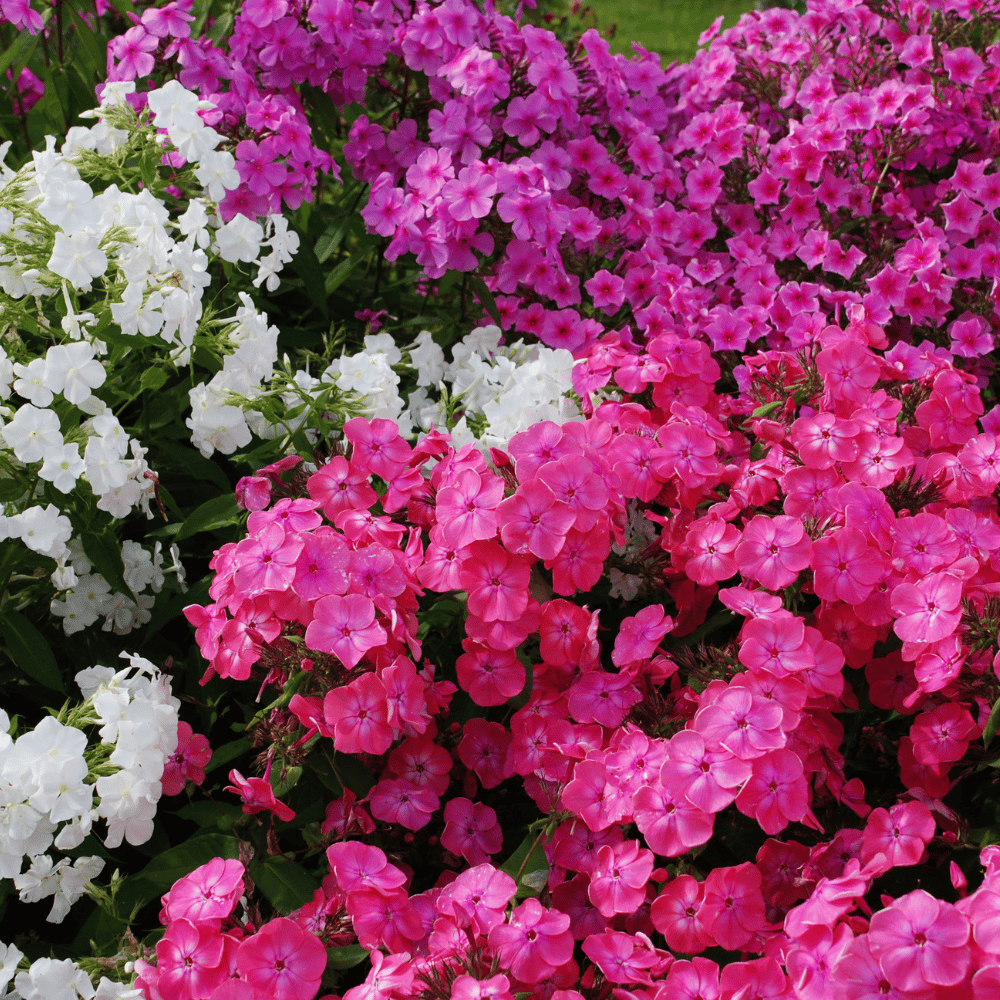 Phlox Mixed Flower Seed (Pack of 70-80 Seeds)