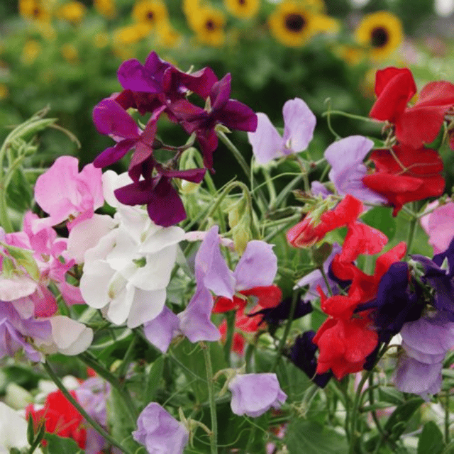 Sweet Pea Spencer Mixed Color Flower Seeds (Pack of 15-20 Seeds)