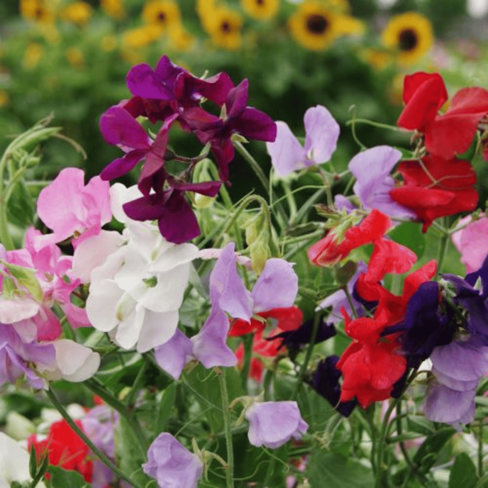 Sweet Pea Spencer Mixed Color Flower Seeds (Pack of 15-20 Seeds)