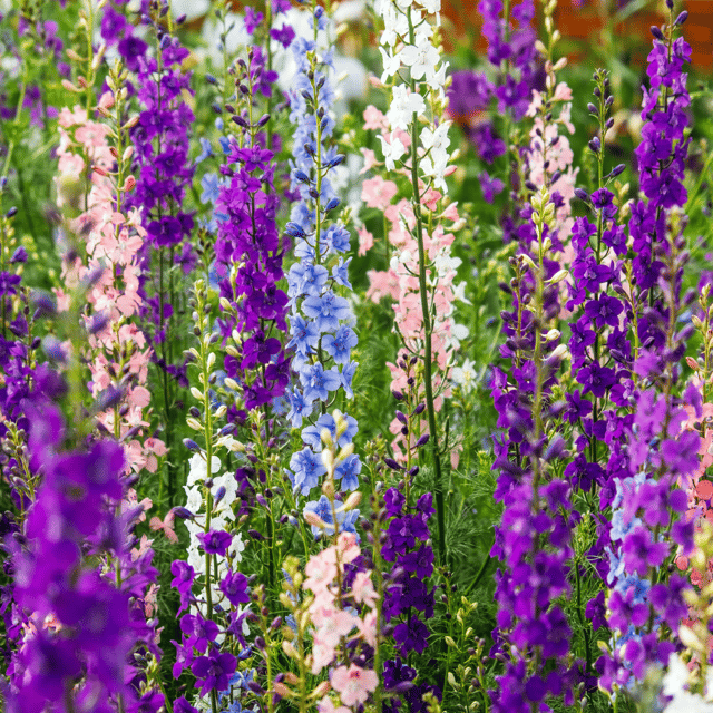 Larkspur Mixed Flower Seeds (Pack of 40 Seeds)