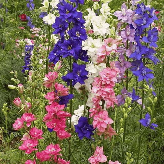 Larkspur Mixed Flower Seeds (Pack of 40 Seeds)