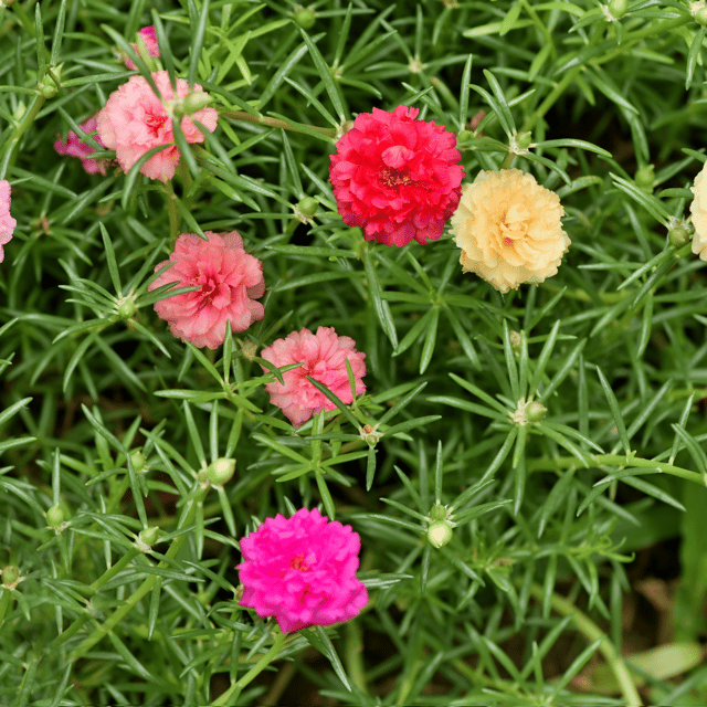 Moss Rose / Portulaca Mix Flower Seeds (Pack Of - 100 Seeds)