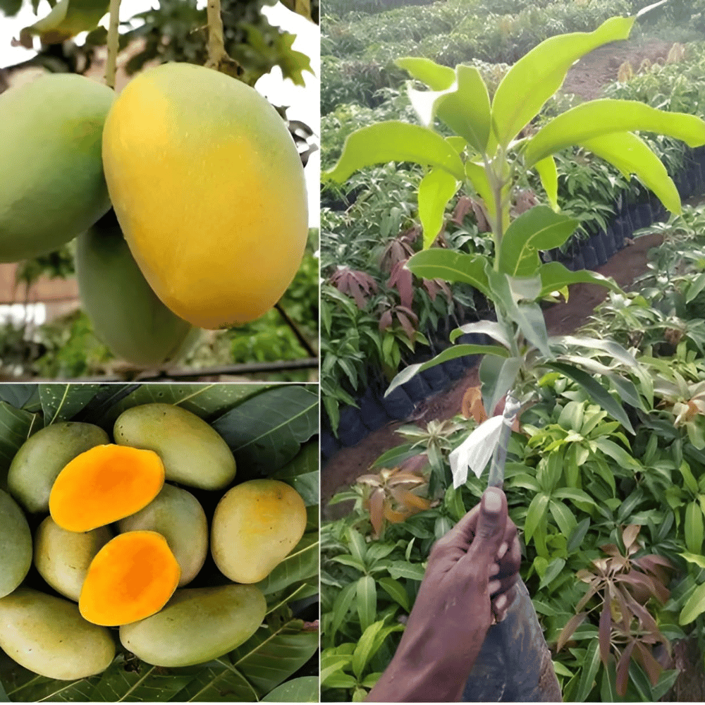 Aamrapali Mango live Fruit Plant & Tree (Grafted)