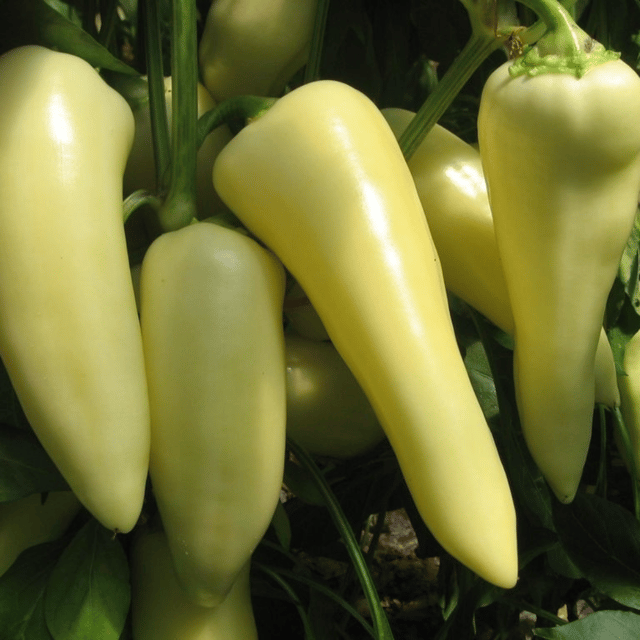 Organic (F2 Hybrid) Pepper Hot White Seeds(Pack Of 20 Seeds)