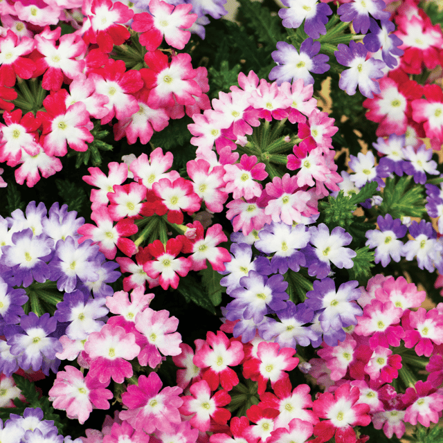 Verbena Mixed Color Flower Seeds (Pack Of  40 Seeds)