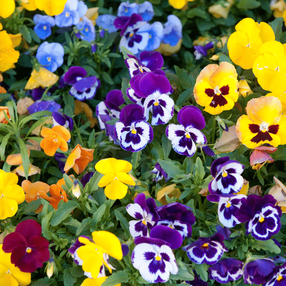 Pansy Mixed Color Seeds – F3 Hybrid (Pack of 70-80 Seeds)