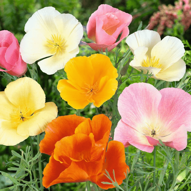 Poppy California Mixed Color Seeds – F3 Hybrid (Pack of 40 Seeds)