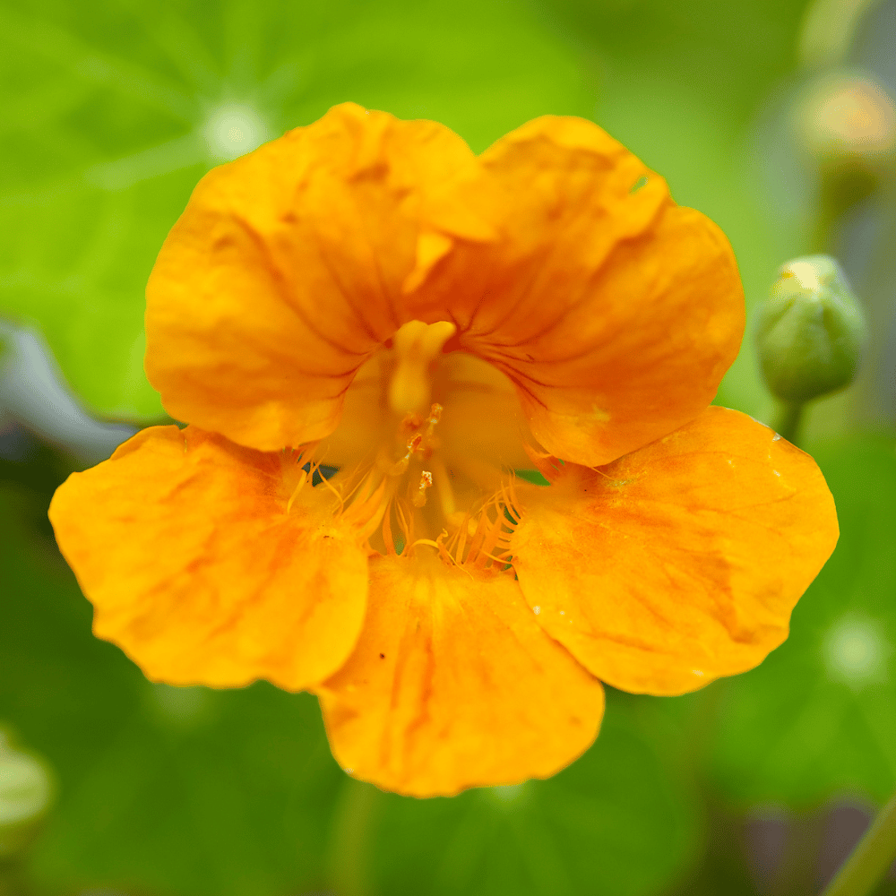 Nasturtium Mixed Color Seeds – F3 Hybrid (Pack of 10 Seeds)