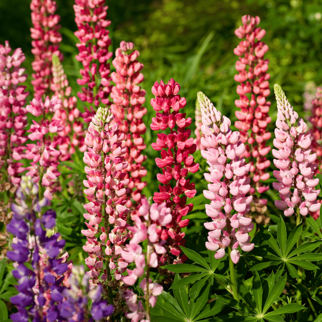 Lupine Mixed Color Flower Seeds – F3 Hybrid (Pack of 20 Seeds)