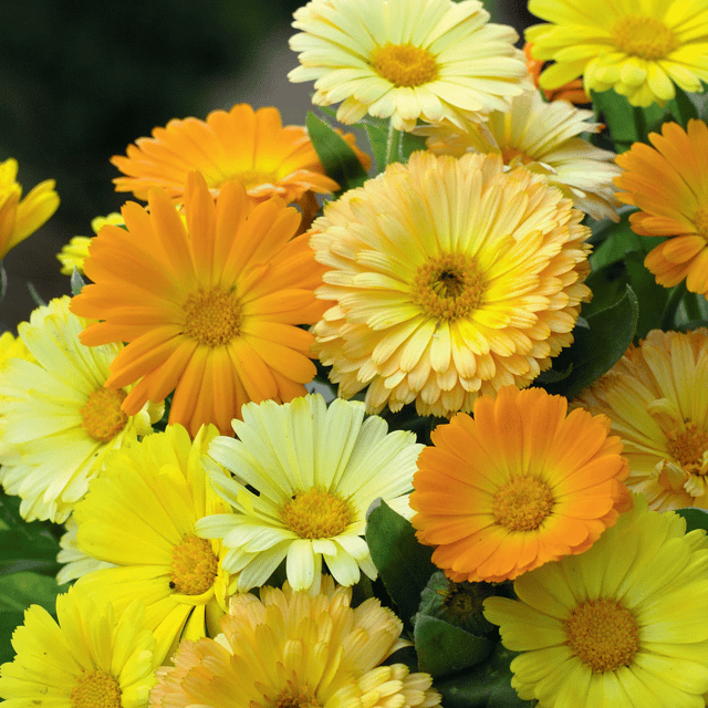 Calendula Mixed Color Flower Seeds – F3 Hybrid (Pack of 25-30 Seeds)