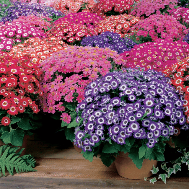 Cineraria Mixed Color Flower Seeds – F3 Hybrid (Pack of 70-80 Seeds)