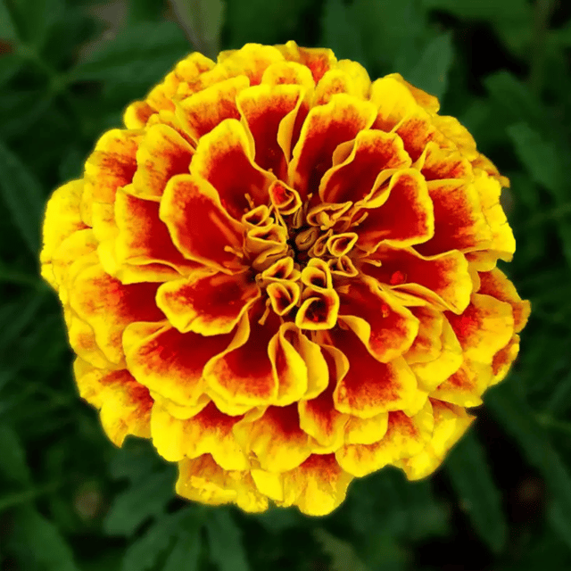 French Marigold Flower Seeds – F3 Hybrid (Pack of 40-50 Seeds)