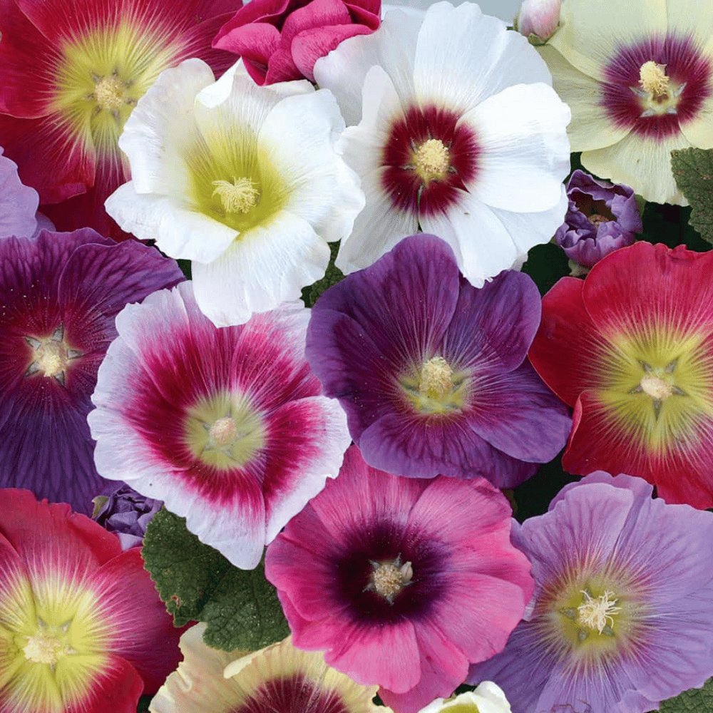 Hollyhock Mixed Color Flower Seeds – F3 Hybrid (Pack of 25 Seeds)