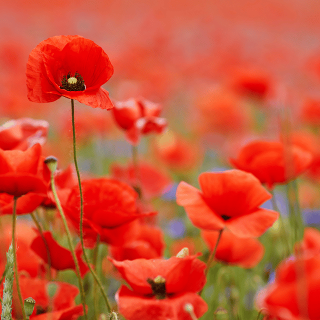 Poppy Red Flower Seeds – F3 Hybrid (Pack of 100 Seeds)