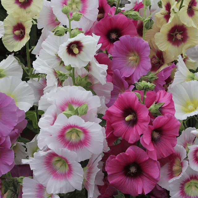 Alcea Mix Flower Seeds – F3 Hybrid (Pack of 25 Seeds)