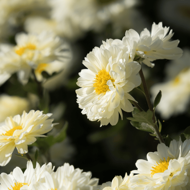 Chrysanthemum Babuna White Flower Seeds – F3 Hybrid (Pack of 40 Seeds)