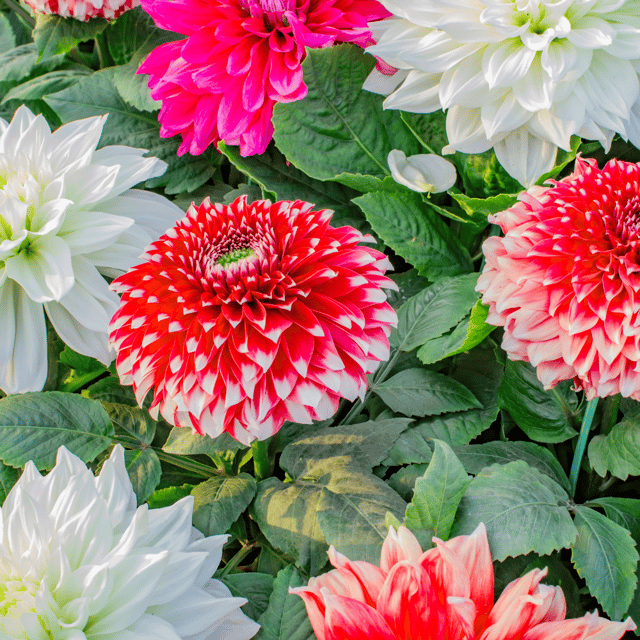 Dahlia Mix Flower Seeds – F3 Hybrid (Pack of 25 Seeds)