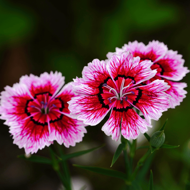 Dianthus Mixed Flower Seeds – F3 Hybrid (Pack of 40 Seeds)