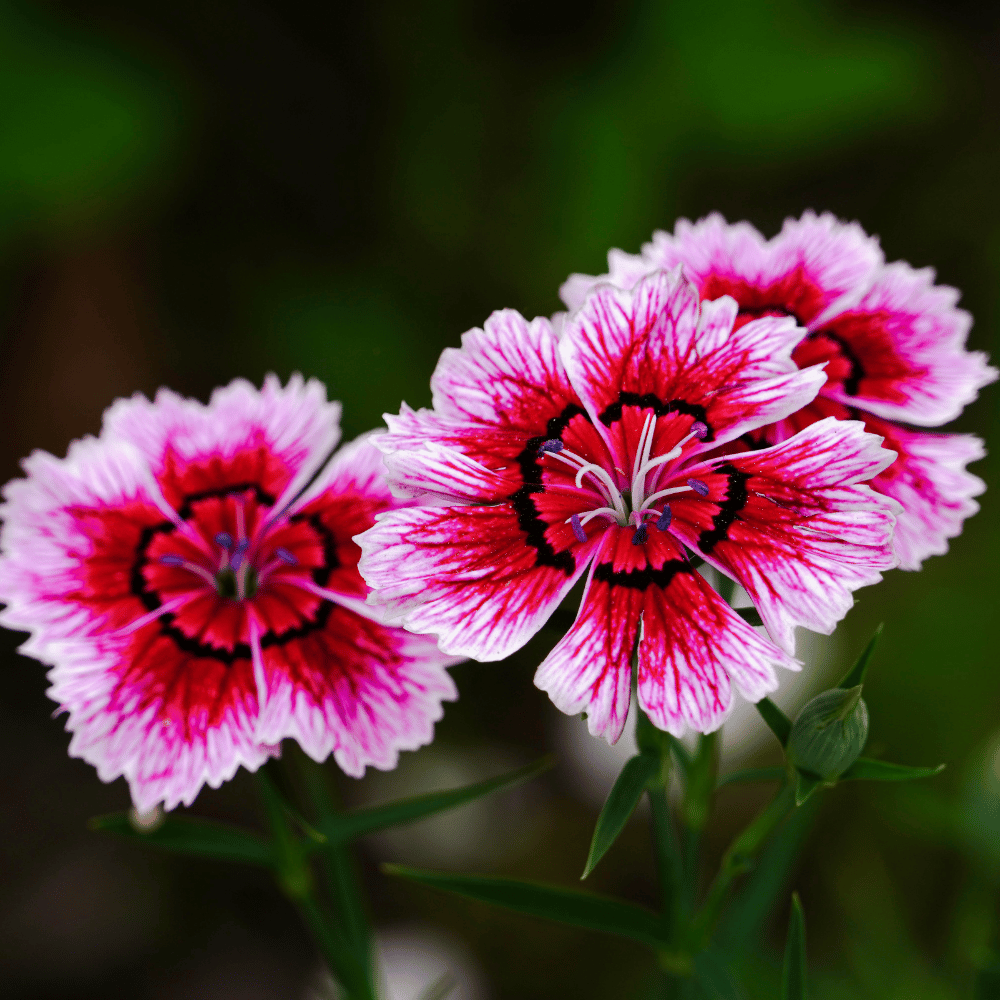 Dianthus Mixed Flower Seeds – F3 Hybrid (Pack of 40 Seeds)