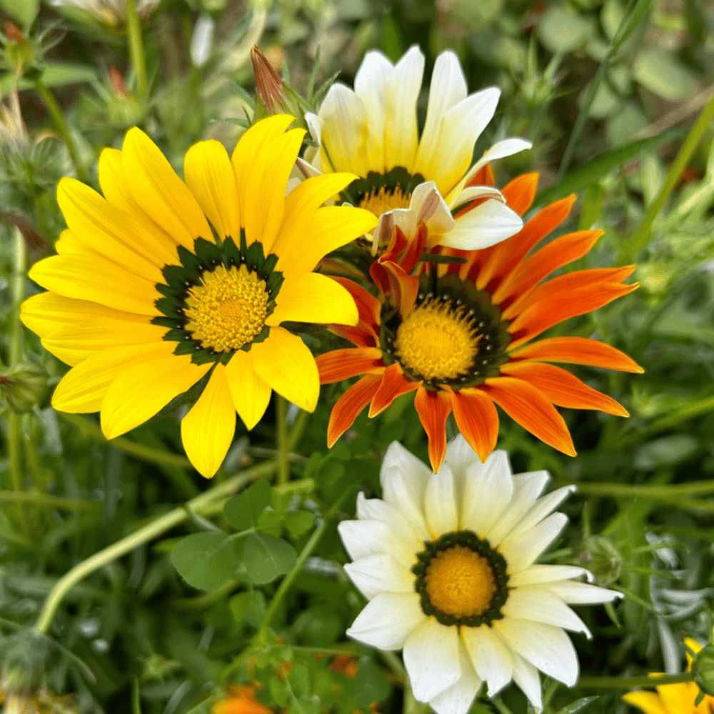 Gazania Mixed Flower Seeds – F3 Hybrid (Pack of 40 Seeds)