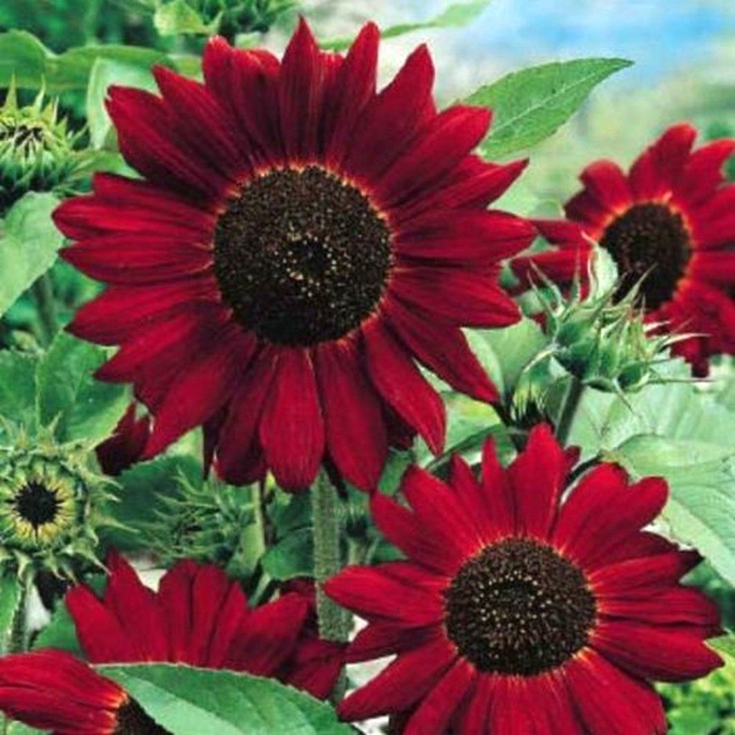 SUNFLOWER RED FLOWER SEEDS (PACK OF 20+ SEEDS )