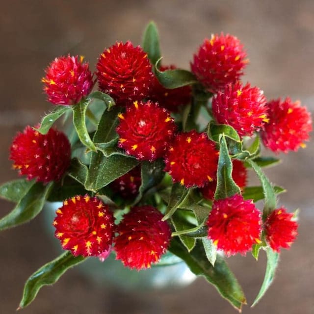 Gomphrena Strawberry Flower Seeds Online (Pack of 40+ Seeds)