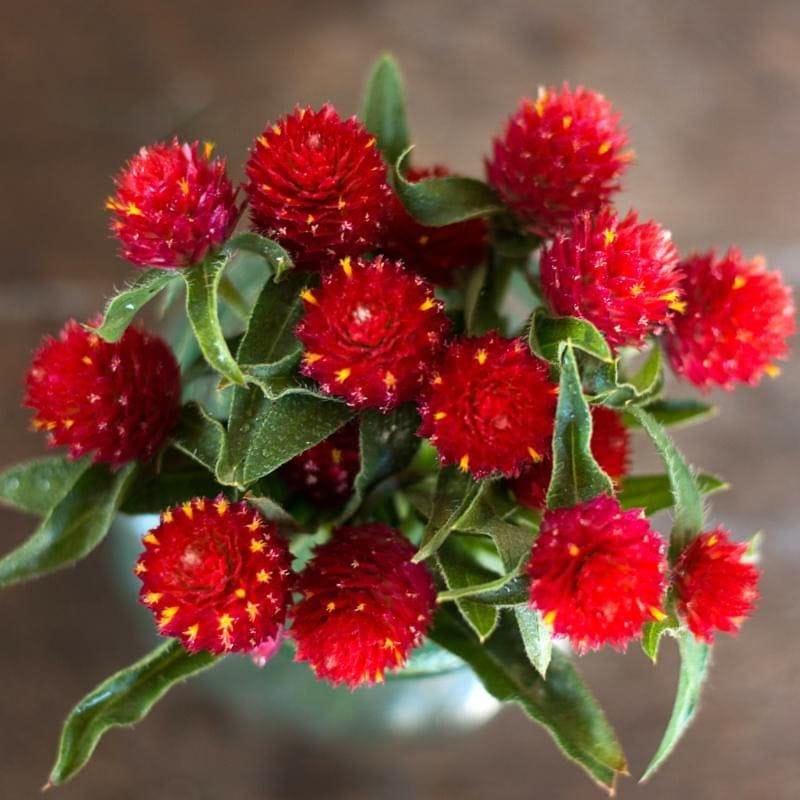 Gomphrena Strawberry Flower Seeds Online (Pack of 40+ Seeds)