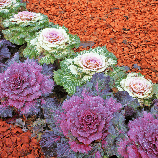 Ornamental Kale Flower Seeds – F3 Hybrid (Pack of 40 Seeds)