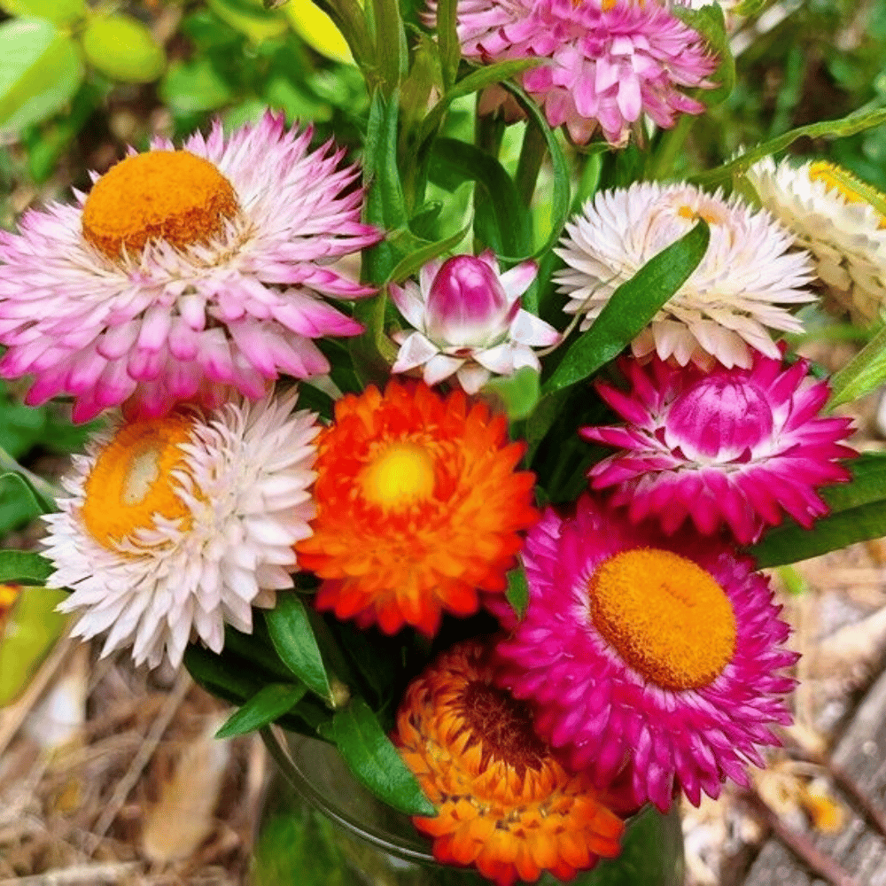 Paper Daisy Flower Seeds – F3 Hybrid (Pack of 80Seeds)