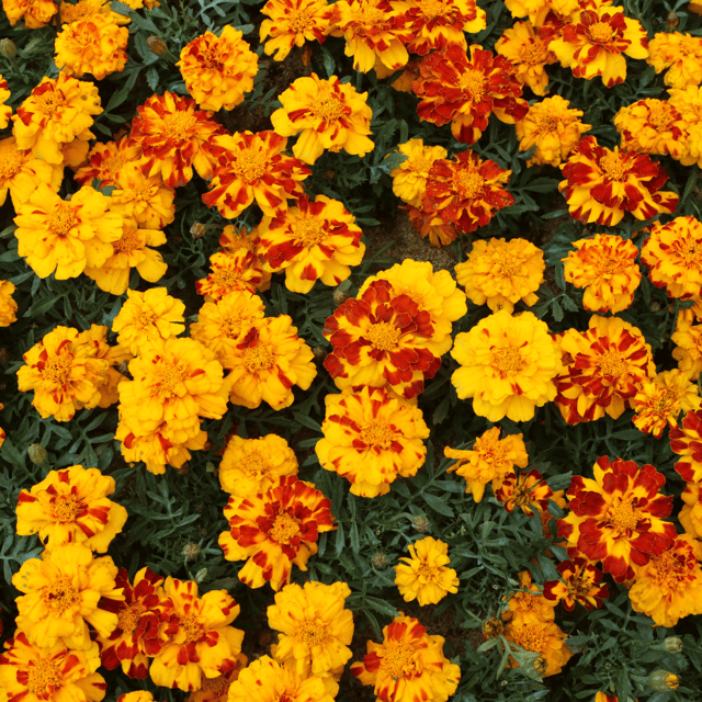 Marigold Gul Jafri Flower Seeds – F3 Hybrid (Pack of 60 Seeds)