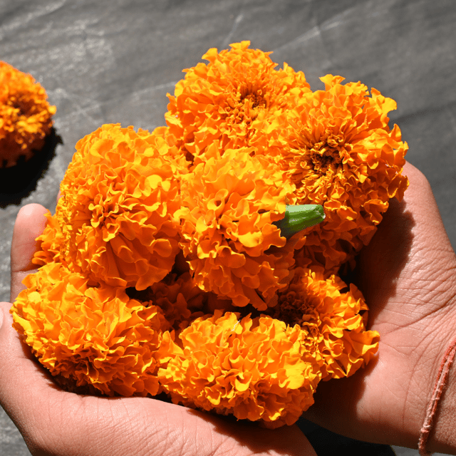 Marigold Navrangi Flower Seeds – F3 Hybrid (Pack of 60 Seeds)