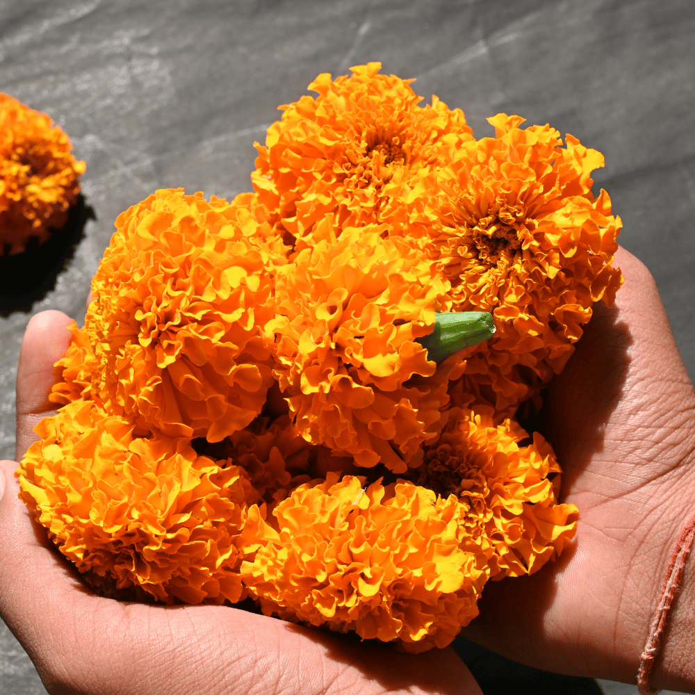 Marigold Navrangi Flower Seeds – F3 Hybrid (Pack of 60 Seeds)