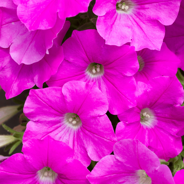 Petunia Pink Flower Seeds – F3 Hybrid (Pack of 100 Seeds)