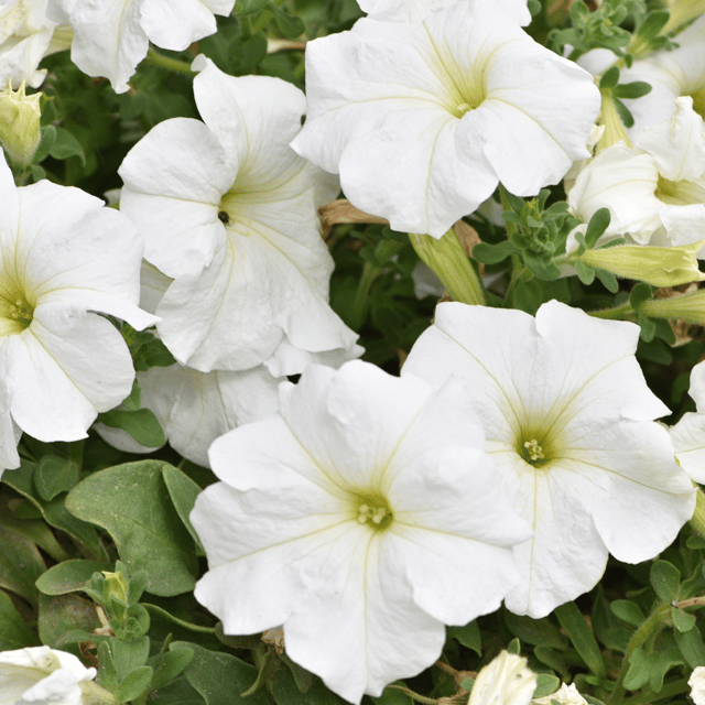 Petunia White Flower Seeds – F3 Hybrid (Pack of 100 Seeds)