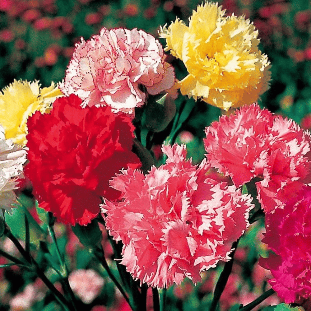 Carnation Giant Mixed Flower Seeds – F2 Hybrid (Pack of 40 Seeds)