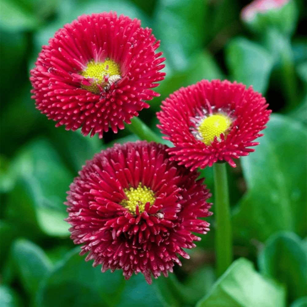 Daisy Red Bellis Flower Seeds – F2 Hybrid (Pack of 50 Seeds)