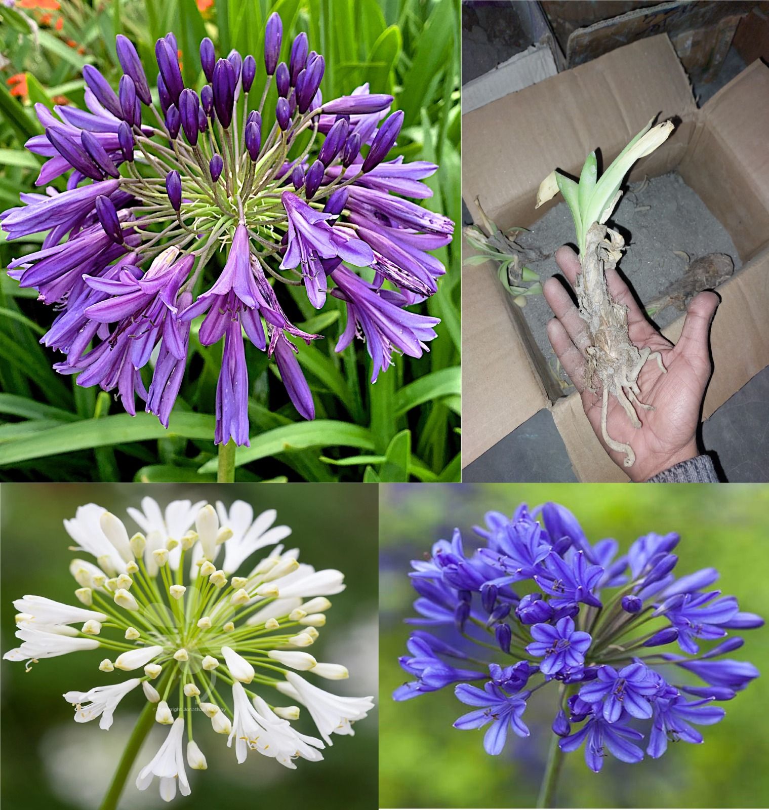 Agapanthus Lily Of The Nile (Any Color) Flower Bulb