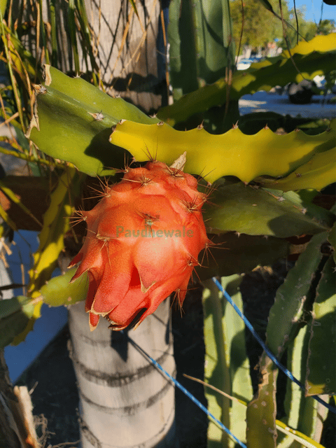 Desert King Dragon Fruit Plant - Grafted