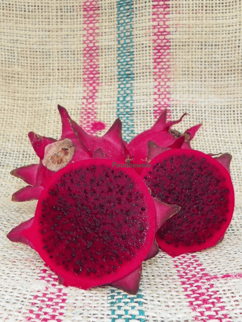 Orejona Red Flesh Dragon Fruit Plant (Cutting)