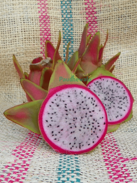 Maria Rosa Pink Flesh Dragon Fruit Plant - Rooted