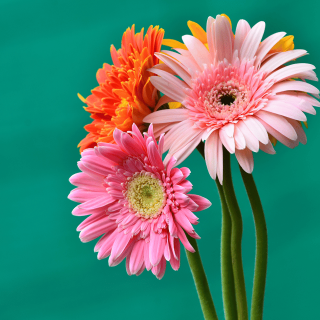 Gerbera Mix Flower Seeds – Imported Denmark F1 Hybrid (Pack of 10 Seeds)