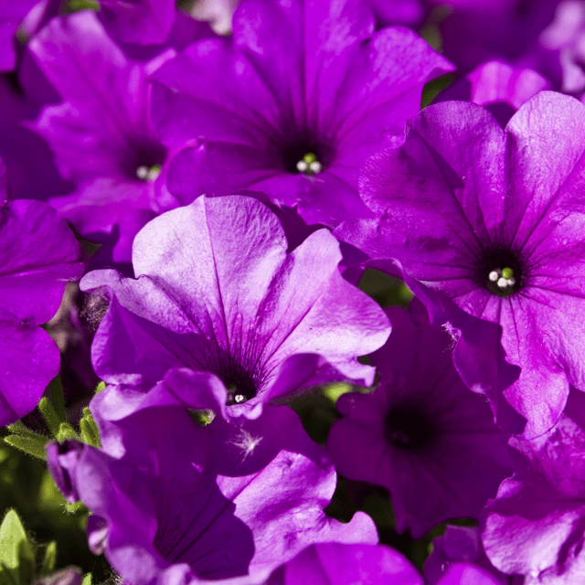 Petunia Violet Flower Seeds –F2 Hybrid (Pack of 100 Seeds)